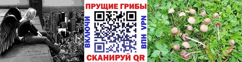 Псилоцибиновые грибы Psilocybe купить наркотики цена Салаир